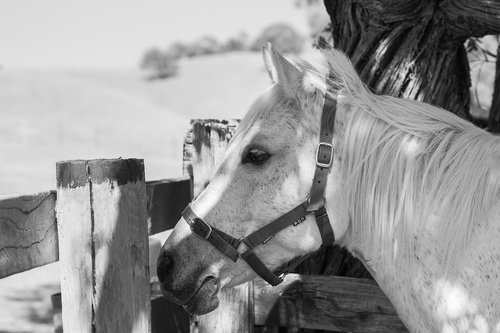 pony  horse  equine