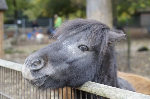 pony horse head
