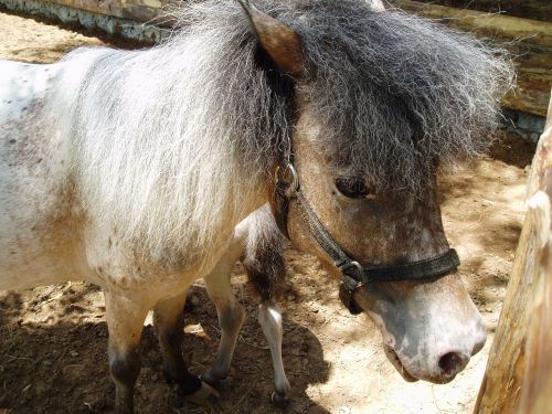 pony horse farm
