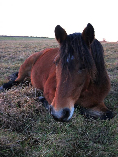 pony pasture concerns
