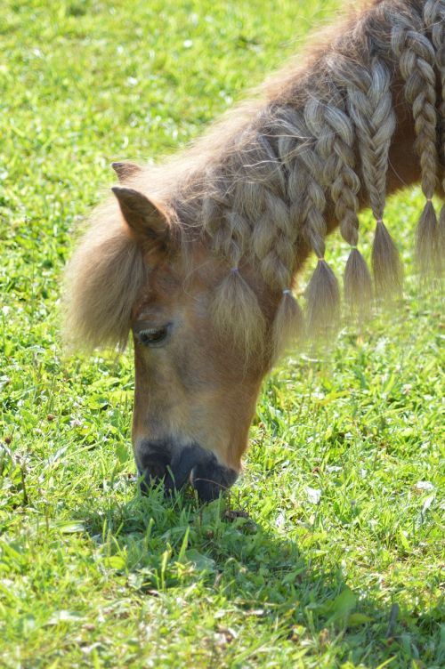 pony shetland shetland pony