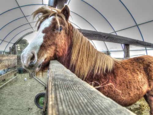 Pony Eating