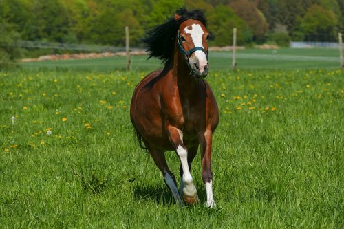 pony mare galloping  brown  white boots