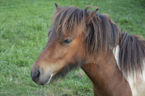 pony-shetland small-horse pony