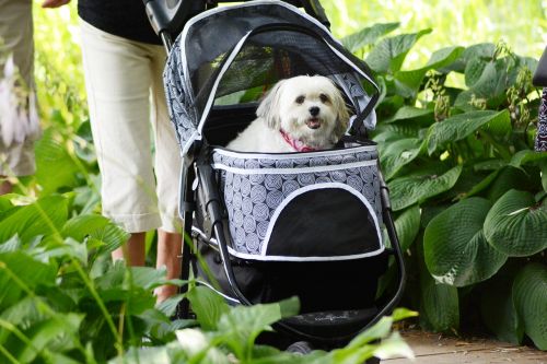 pooch carriage dog domestic