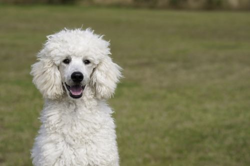 poodle the poodle dog