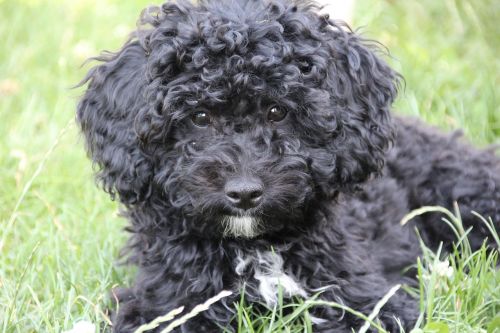 poodle puppy black