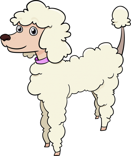 poodle dog breed