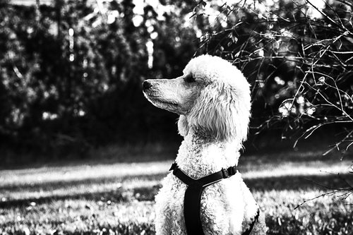poodle  portrait  dog