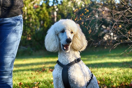 poodle  portrait  dog