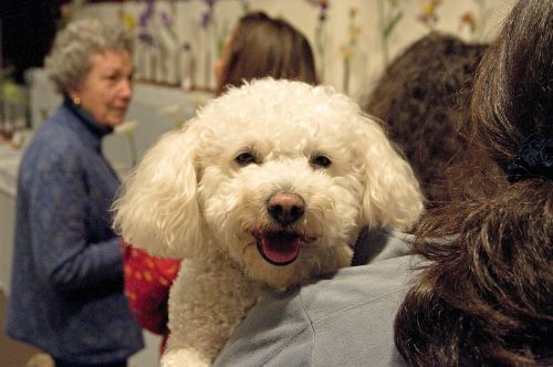 poodle dog white