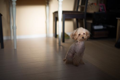 poodle toy poodle dog