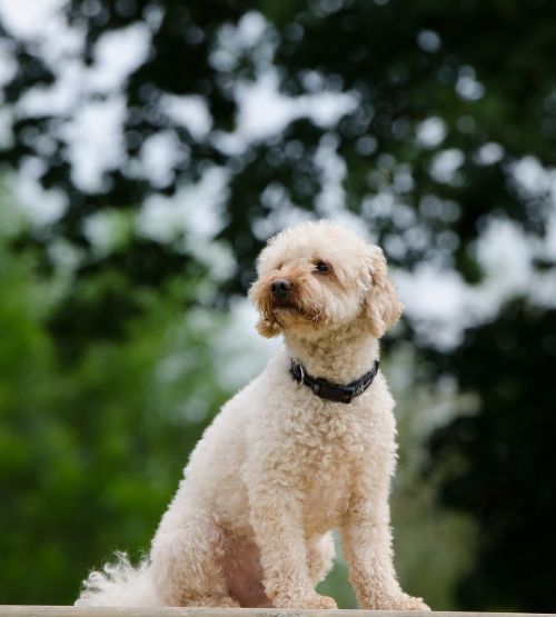 poodle small poodle portrait