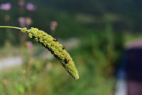 pool insects foxtail