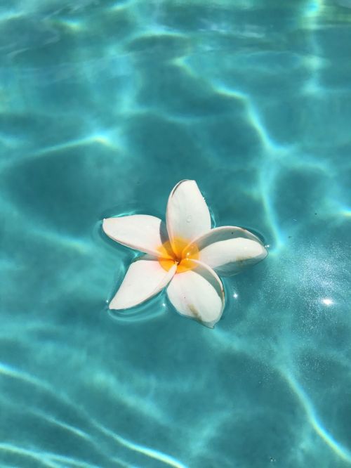 pool flowers tropical