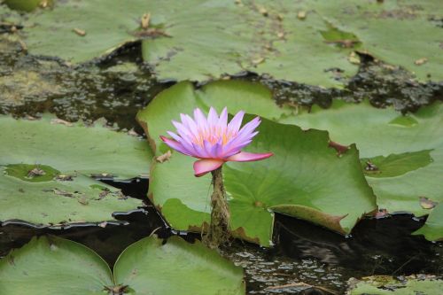 pool lotus aquatic