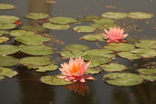 pool lotus lily