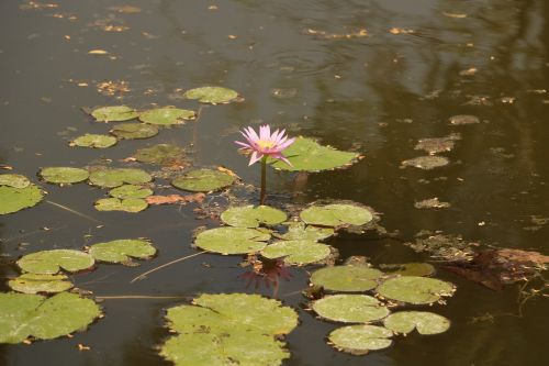 pool lake lotus
