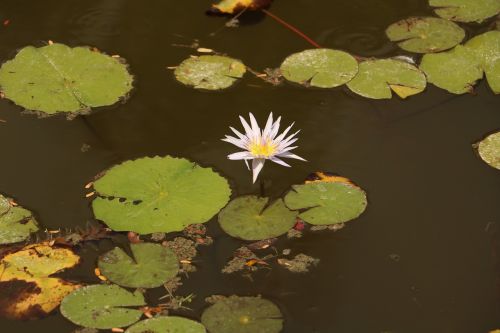 pool leaf nature