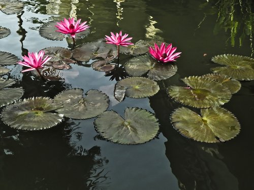 pool  lilies  flower