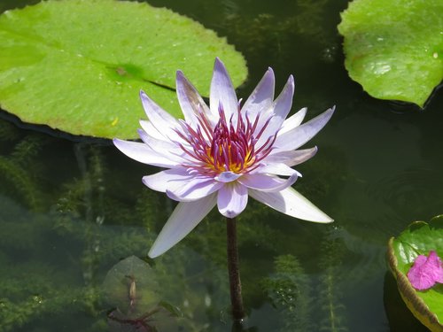 pool  lotus  flower