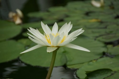 pool  lotus  flower