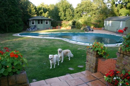 pool golden retriever dog