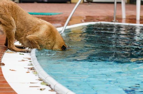 pool dog summer