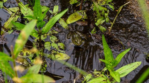 pools  pond  frog