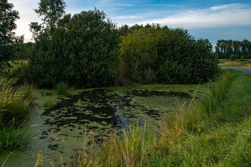 pools  lake  water