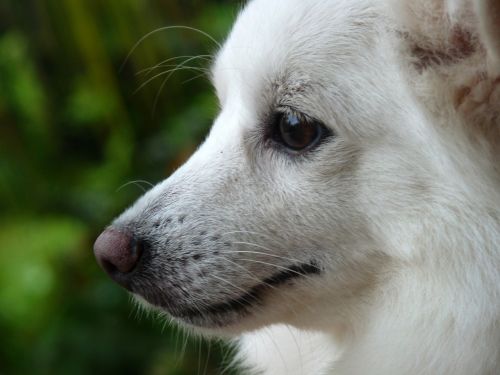 pooppy dog pomeranian