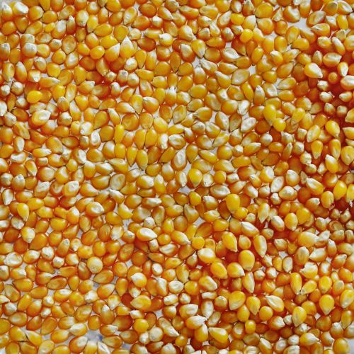popcorn corn macro