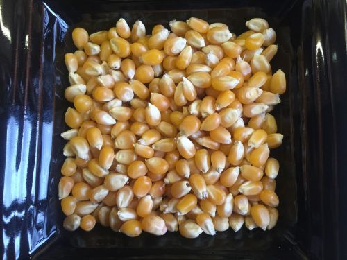 popcorn kernels food