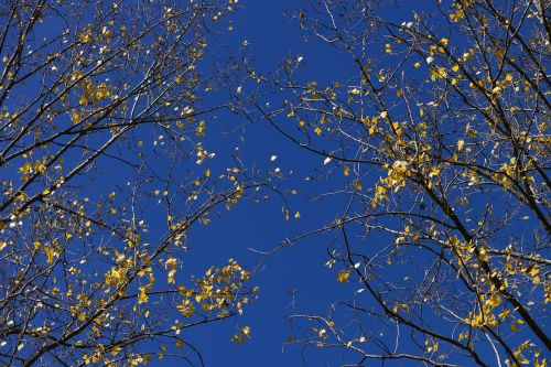 poplar foliage yellow