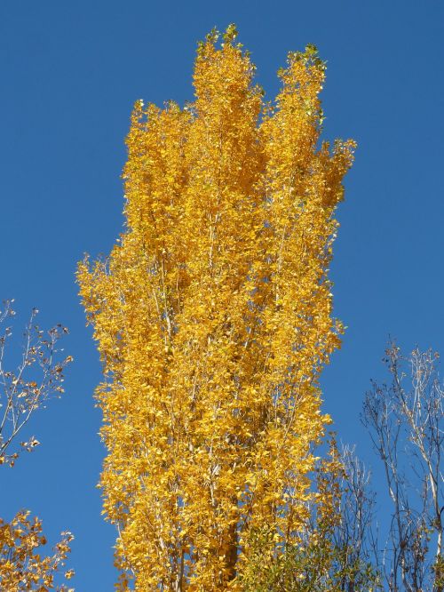 poplar yellow leaves falling leaves