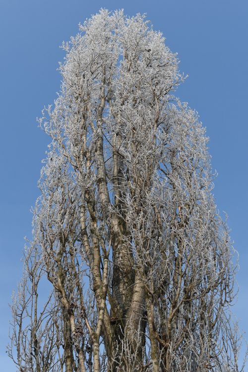 poplar tree winter