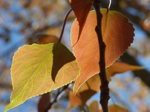 poplar leaf outbreak