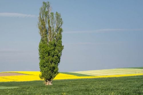 poplar tree landscape