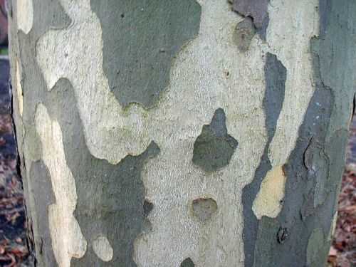 poplar bark log