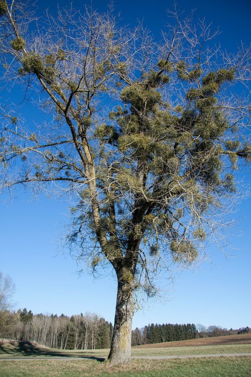 poplar tree mistletoe recovery