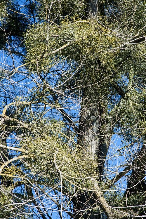 poplar tree mistletoe nature conservation