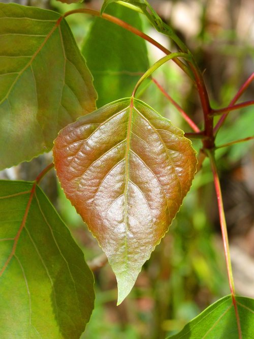 poplar  leaf  outbreak