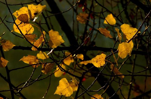 poplar  autumn  leaves