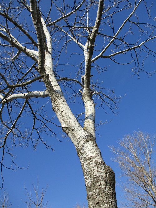 poplar  tree  nature