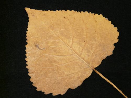 poplar leaf fall leaves pressed