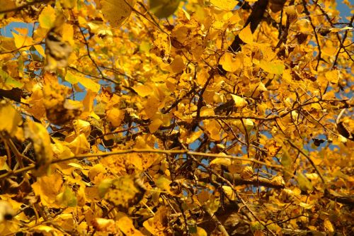 poplar leaves leaves autumn