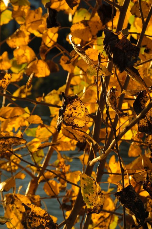 poplar leaves leaves autumn