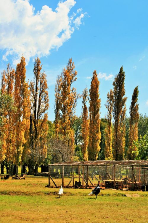 Poplar Trees On A Farm