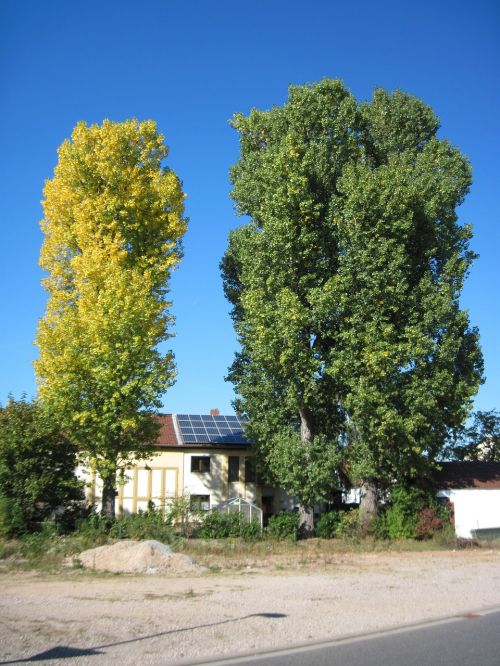 poplars autumn leaves