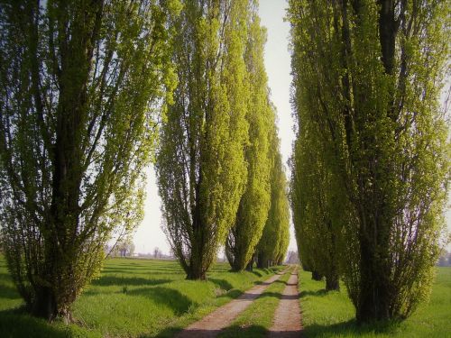 poplars trees tree-lined street